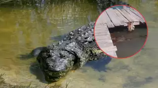 Captan en Tulum a un cocodrilo arrastrando a un perrito en el agua: VIDEO
