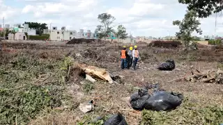 Quintana Roo registra una perdida de 200 mil hectáreas de selva por deforestación