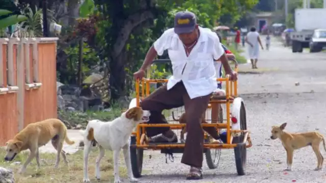 Niños y adultos mayores, principales víctimas de perros sin supervisión en Ciudad del Carmen