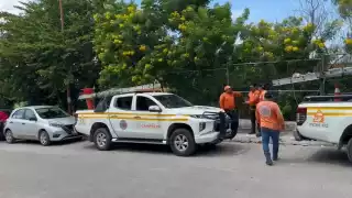 Ataque de abejas en jardín de niños de Bellavista, Campeche, moviliza a Protección Civil y bomberos