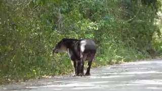Tapir rescatado en Campeche vuelve a su hogar en la selva de Calakmul tras recibir atención médica