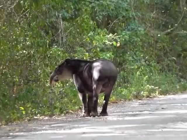 Liberan a tapir centroamericano en la selva de Campeche tras ser rescatado y rehabilitado