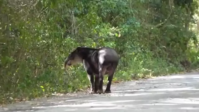 Liberan a tapir centroamericano en la selva de Campeche tras ser rescatado y rehabilitado