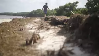 Advierten a los vacacionistas sobre la probable llegada de sargazo a las playas de Yucatán  