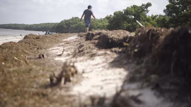 Hay condiciones climáticas que evitan una acumulación tan pronunciada en los litorales del estado