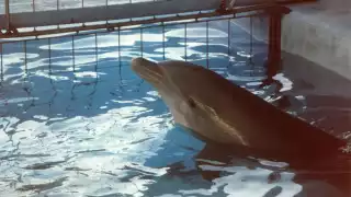 Ambientalistas exponen a delfinarios de Q. Roo por continuar con prácticas ilegales de reproducción