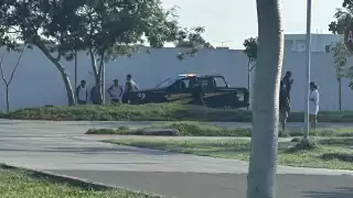 Al menos 8 perros y un zorrillo murieron por probable envenenamiento al norte de Mérida 