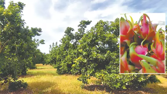 Pitahaya y aguacate, alternativa rentable ante crisis del limón en José María Morelos Pitahaya y aguacate, alternativa rentable ante crisis del limón en José María Morelos