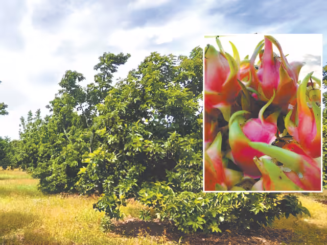 Pitahaya y aguacate, alternativa rentable ante crisis del limón en José María Morelos