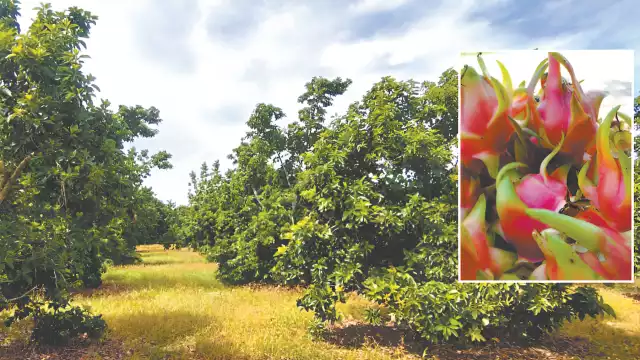 Pitahaya y aguacate, alternativa rentable ante crisis del limón en José María Morelos