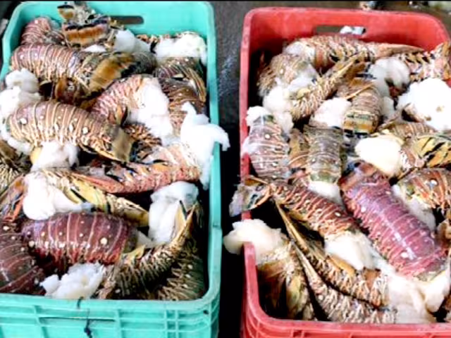 Los recientes huracanes y frentes fríos han ocasionado buena pesca de la especie, por lo que hay una sobreoferta