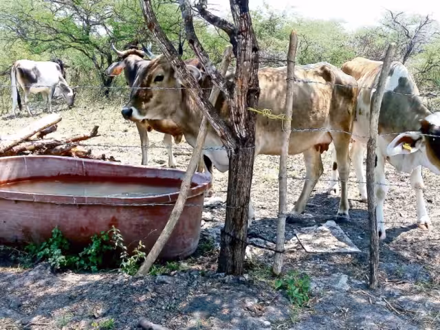 Solo con la ayuda de la federación se podrá lograr la soberanía alimentaria que requiere México.