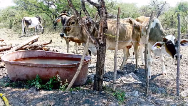 Solo con la ayuda de la federación se podrá lograr la soberanía alimentaria que requiere México.