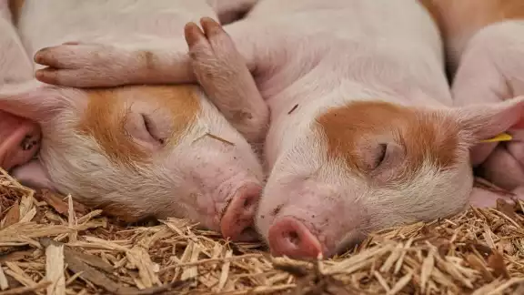 ¿Por qué ocurre el mal del puerco? ¿Por qué ocurre el mal del puerco?