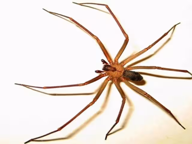 ¿Cuándo es la temporada de arañas violinistas en México y cómo eliminarlas?