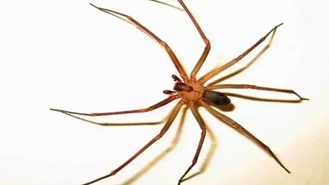 ¿Cuándo es la temporada de arañas violinistas en México y cómo eliminarlas?