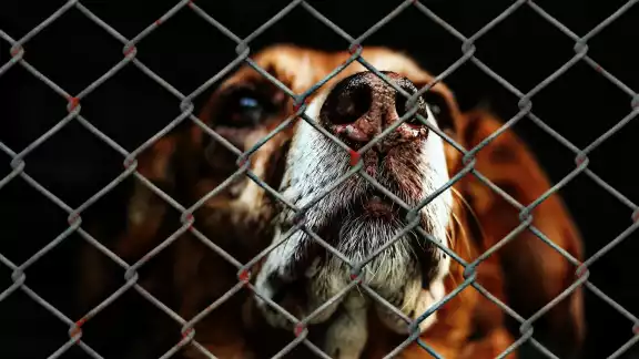 Hombre es detenido en Oaxaca tras ser acusado de maltrato animal Hombre es detenido en Oaxaca tras ser acusado de maltrato animal