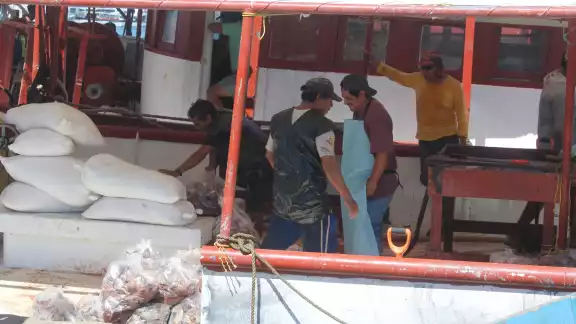 Esta práctica afecta gravemente la temporada de captura de pulpo, mero y langosta Esta práctica afecta gravemente la temporada de captura de pulpo, mero y langosta