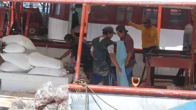 Esta práctica afecta gravemente la temporada de captura de pulpo, mero y langosta