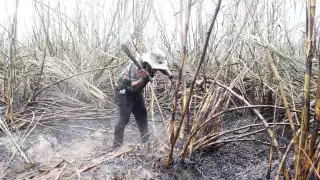 Cultivos de zafra de Ribera del Río Hondo luchan contra plagas y constantes lluvias