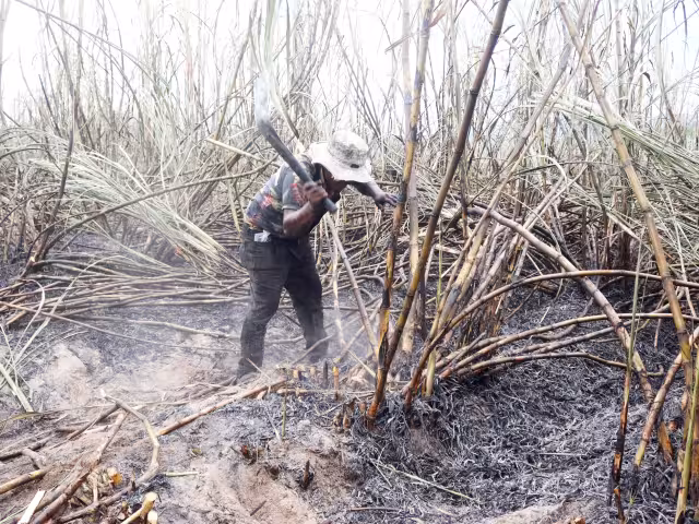 Trabajadores aseguran que las jornadas bajo el sol son largas; por eso, prefieren buscar otras oportunidades laborales