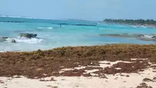 El sargazo comienza a llegar a la costa de Mahahual