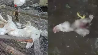 ¿"Chupacabras" en Hecelchakán? Reportan extraña muerte de aves y conejos en Dzitnup 