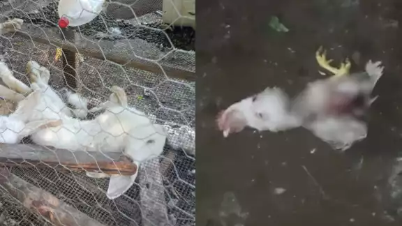 Docenas de pavos y conejos fueron encontrados muertos en los traspatios de la comunidad de Dzitnup.