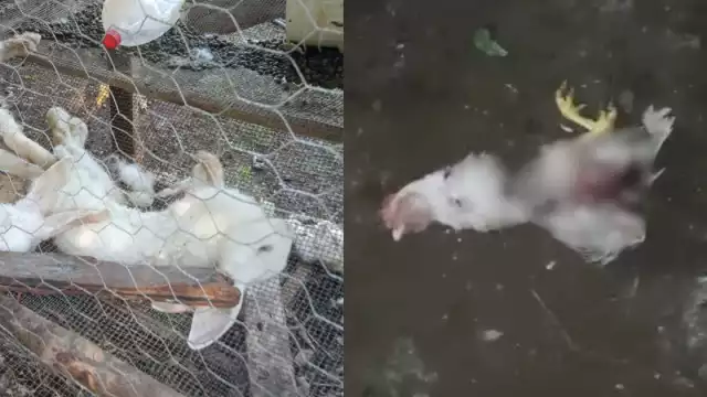 Docenas de pavos y conejos fueron encontrados muertos en los traspatios de la comunidad de Dzitnup.