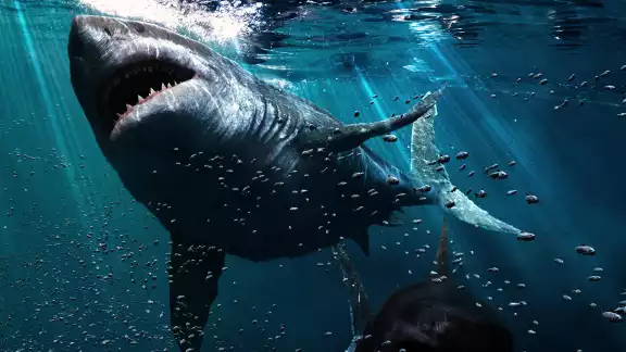 Los registros revelan la presencia de imponentes especies que ya no existen, como el megalodón Los registros revelan la presencia de imponentes especies que ya no existen, como el megalodón