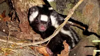 La especie destaca entre otros mamíferos debido a su pequeño tamaño