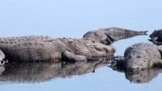 Hombre se mete a bañar con cocodrilos en Tampico
