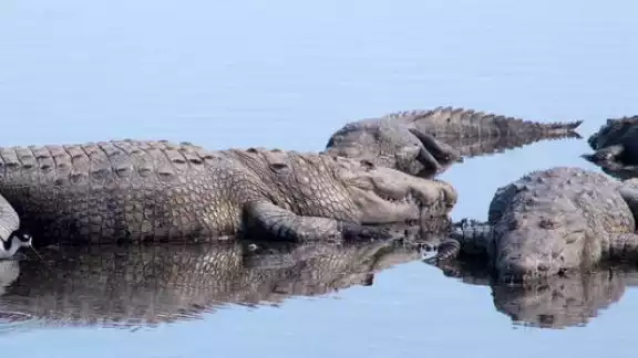 Hombre intenta bañarse con cocodrilos en Tampico, hace caso omiso a autoridades