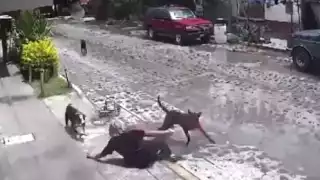 Jauría de perros ataca ferozmente a una abuelita en Querétaro:  VIDEO 