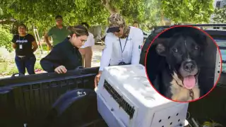 Perrita maltratada por mototaxista en Playa del Carmen sigue en recuperación; responsable enfrenta proceso legal