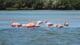 Entre manglares y mar: reaparecen flamencos en Isla Aguada