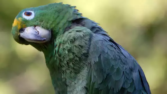 El loro corona azul mide de 38 a 43 centímetros de cabeza a cola El loro corona azul mide de 38 a 43 centímetros de cabeza a cola