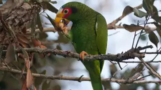 El loro yucateco se ausenta de la capital yucateco