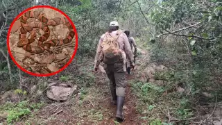 Adrenalina pura: Serpiente sorprende a exploradores en la selva de Yucatán