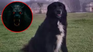 Cachimba, la perrita guardiana de Chichén Itzá que habría enfrentado a una entidad malévola