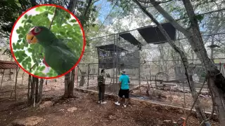   “De manera grotesca se venden en internet o en mercados”: El Proyecto Santa María y la carrera contra la extinción de los loros en Yucatán   