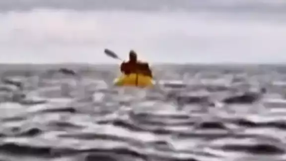 Joven es tragado por una ballena en Chile