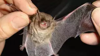 Virus mata a murciélagos en Campeche; quedan tirados en plena calle