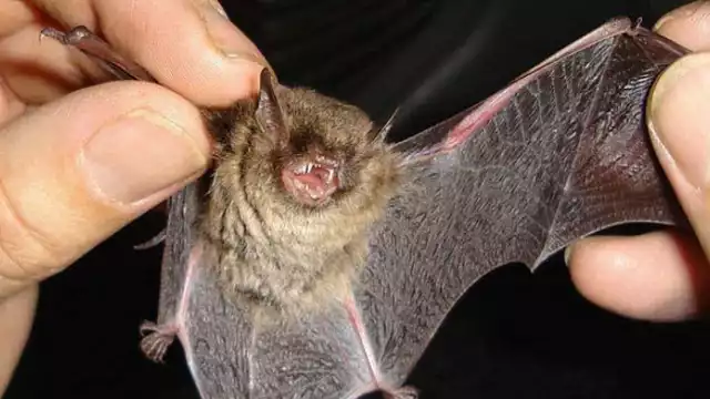 De encontrar varios animales de esta especie o de cualquier otra, se debe reportar al Colegio de la Frontera Sur para analizarlos