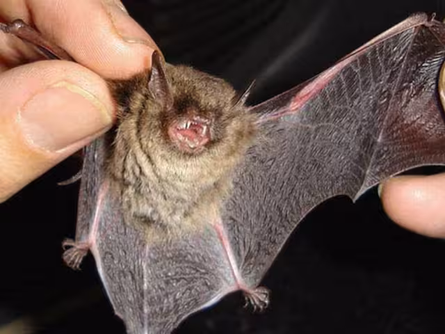 55 especies de murciélagos en Campeche: un valioso aliado ambiental en peligro