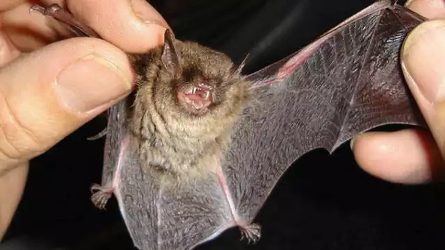 55 especies de murciélagos en Campeche: un valioso aliado ambiental en peligro