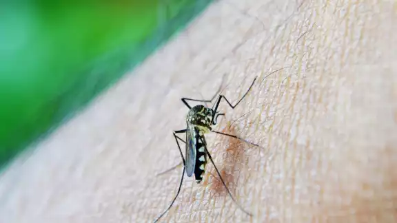El mosquito del dengue se reproduce en agua estancada cerca de nuestros hogares El mosquito del dengue se reproduce en agua estancada cerca de nuestros hogares