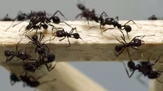 Conoce este sencillo remedio para ahuyentar las hormigas de tu hogar