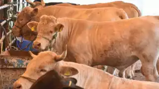 Incrementan a más de 148 casos de gusano barrenador en Quintana Roo