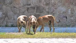 “Tienen dueño, pero andan sueltos”: Denuncian aumento de perros callejeros en Sabancuy